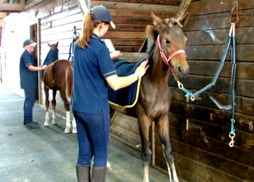 Weanling Handling