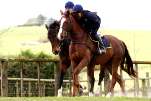 Racehorse Training