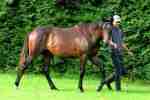2009 Yearling Sales Draft 