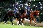 Sporthorse Training