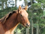 Smart Cecconi Colt