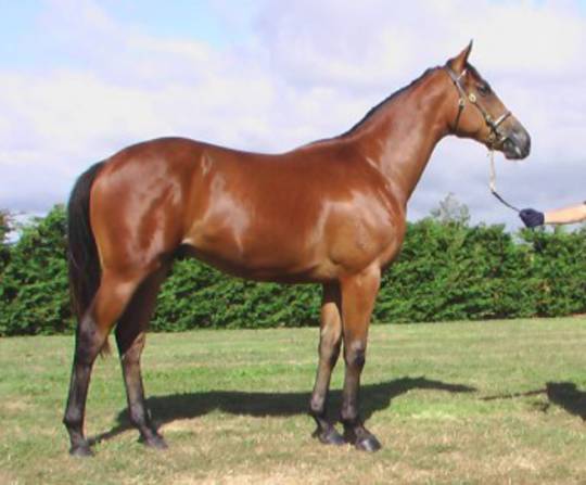 Racehorse Yearling Sales Prep