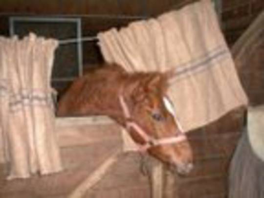 Sporthorse Weaning