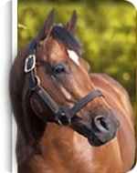 Abderry works to allow horses in their work