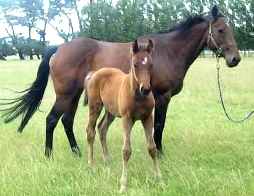 mare & foal.jpg