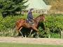 Racehorse Early Pre-Race Training
