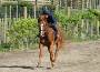 Racehorse Full Pre-Race Training