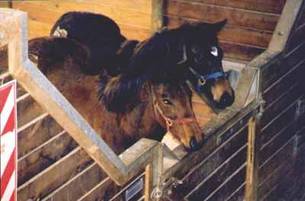 Thoroughbred Foal Weaning
