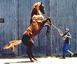 I'm a Big Strong Thoroughbred Colt
