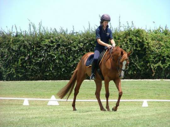 Sporthorse Full Training